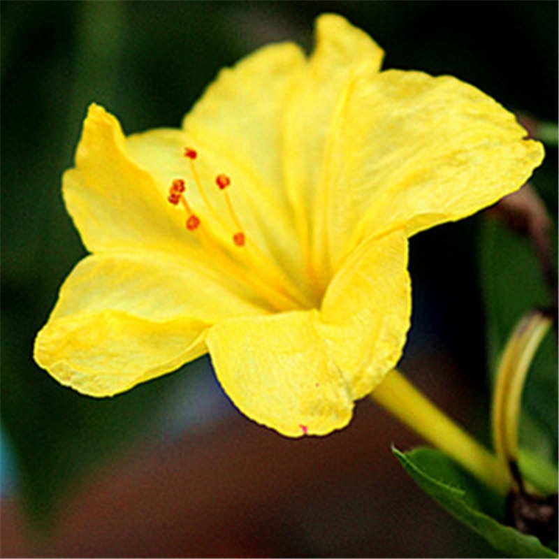 Jasminum Mesnyi_1