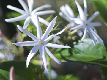 Jasminum Nitidum