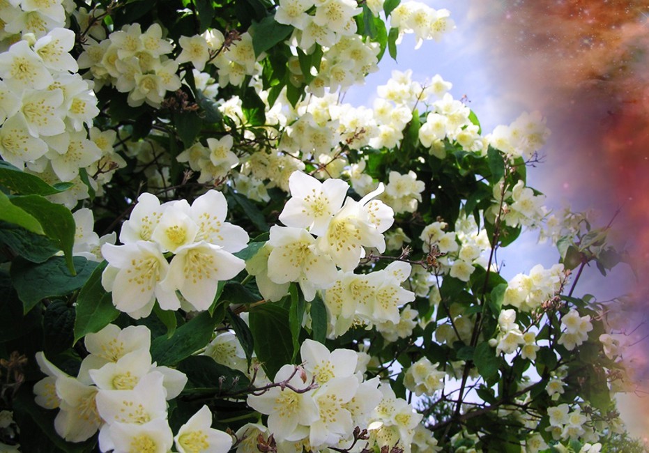 Jasminum grandiflorum