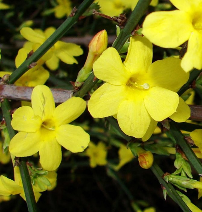 Jasminum nudiflorum)