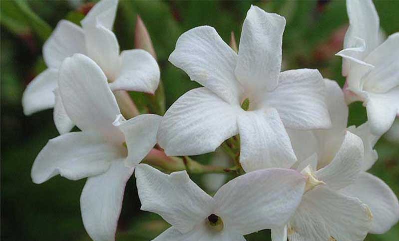 Jasminum officinale