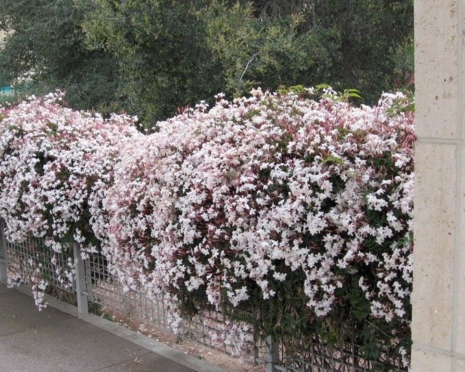 Jasminum polyanthum