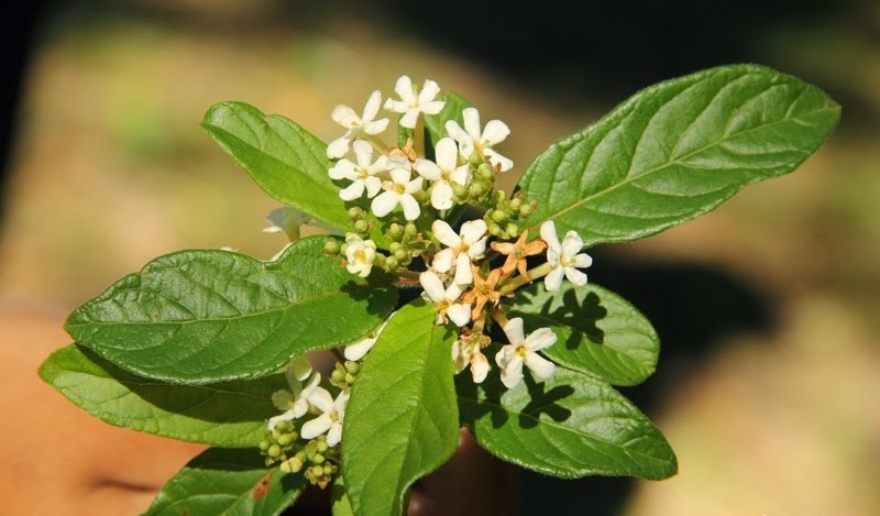 Guettarda-uruguayensis