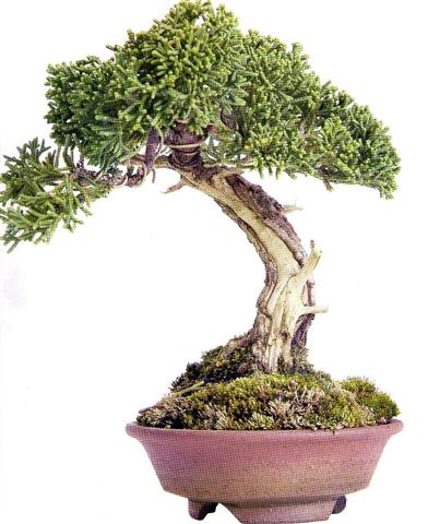 Juniperus chinensis (Small)