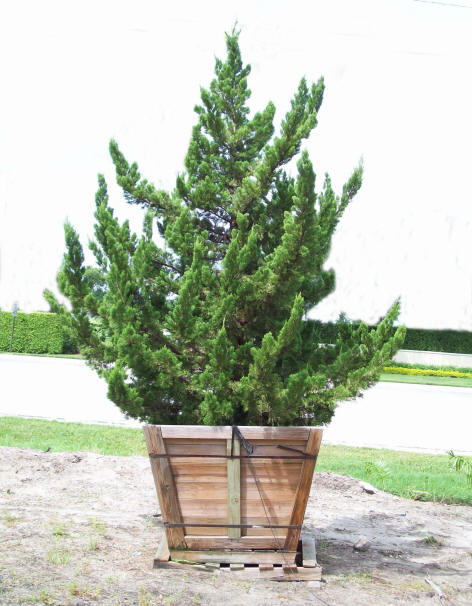 Juniperus chinensis torulosa