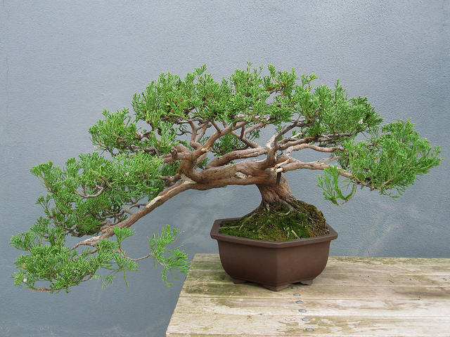 Juniperus chinensis torulosa1