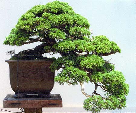 Juniperus chinensis