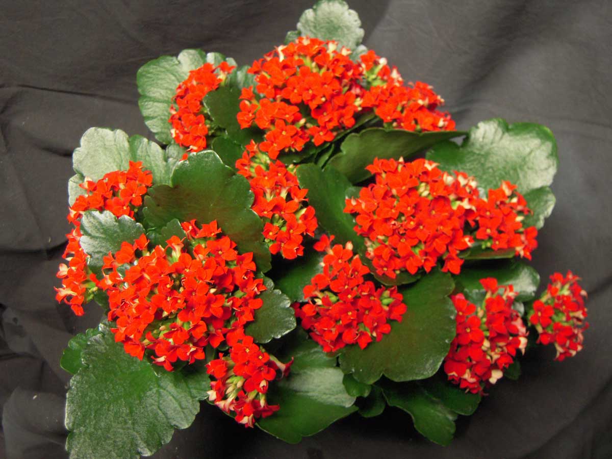 KALANCHOE-VERMELHA