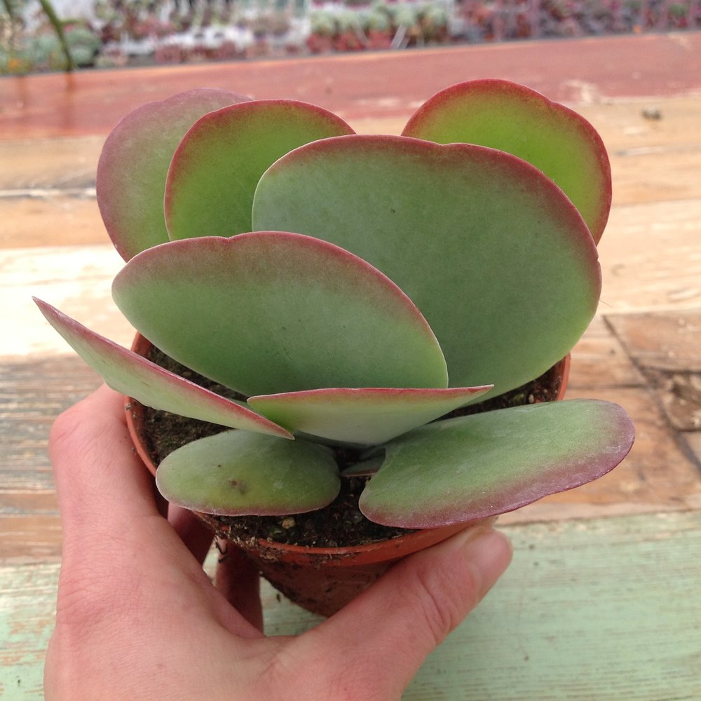 Kalanchoe+thyrsiflora