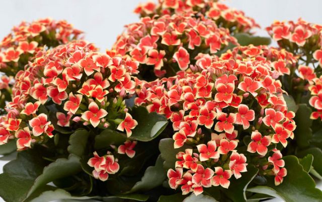 Kalanchoe-1