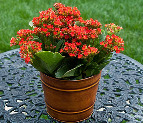 Kalanchoe Blossfeld