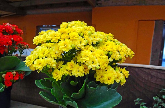 Kalanchoe Blossfeldiana