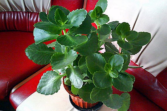 Kalanchoe Cirrus