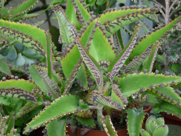 Kalanchoe Degremona