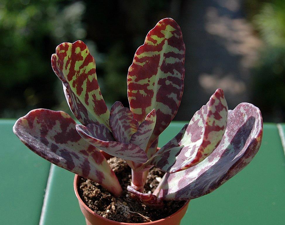 Kalanchoe figuereidoi