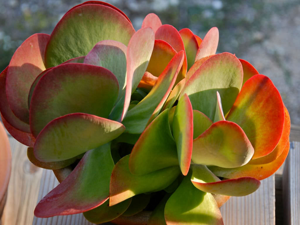 Kalanchoe Luciae