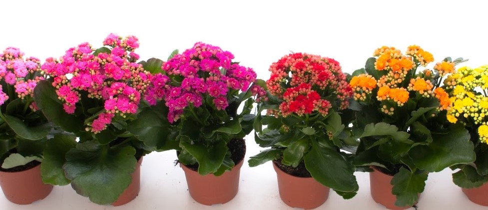 Kalanchoe