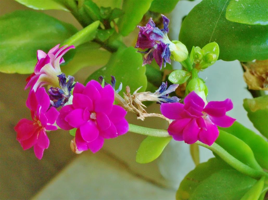 Kalanchoe arborescens 