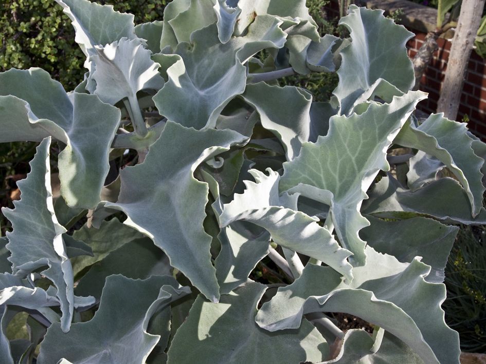 Kalanchoe beharensis