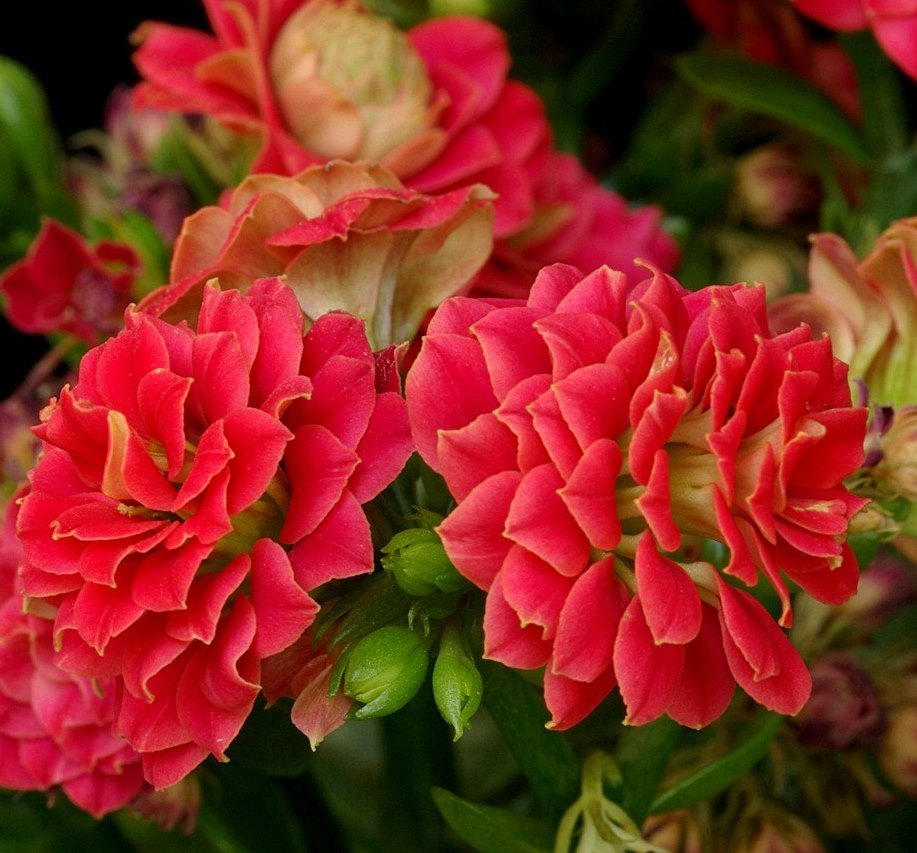 Kalanchoe blosfeldiana cv Calandina – Kalanchoe blasfelda