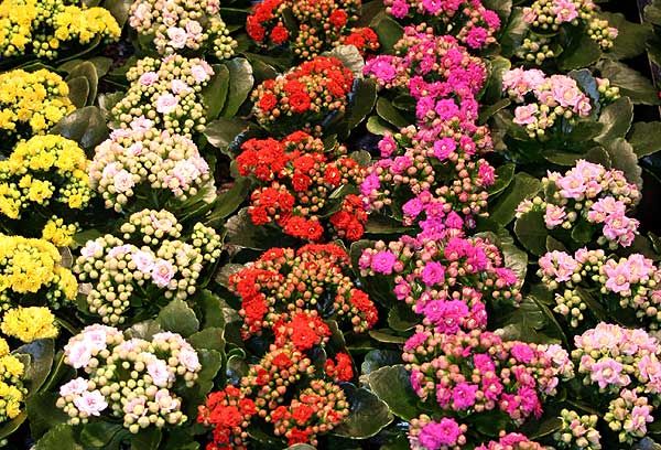 Kalanchoe blossfeldiana 