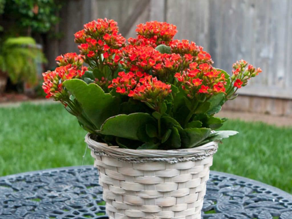 Kalanchoe-blossfeldiana.