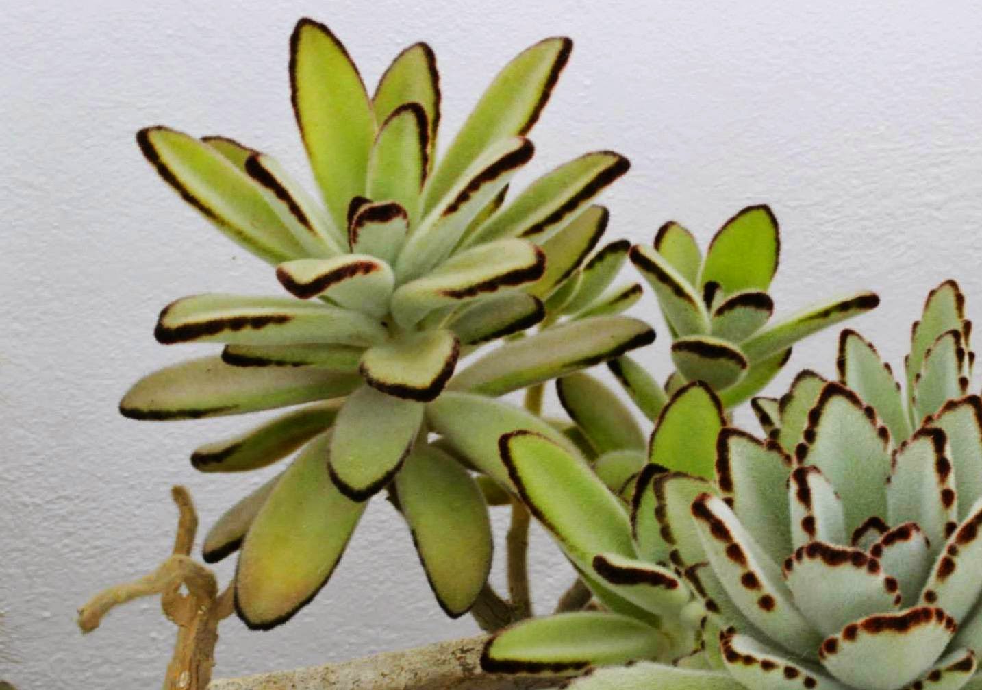 Kalanchoe blossfeldiana