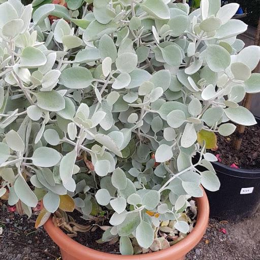 Kalanchoe bracteata