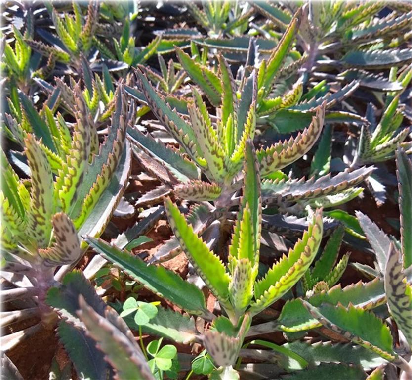 Kalanchoe daigremontiana 