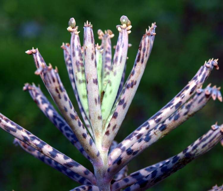 Kalanchoe delagoensis - Mãe de Milhares