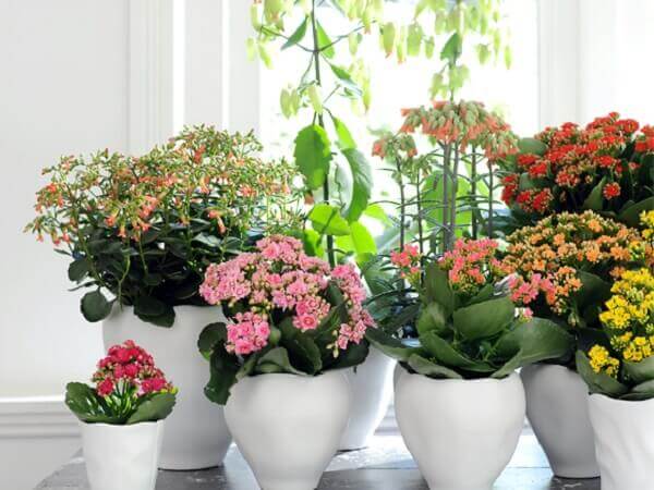 Kalanchoe