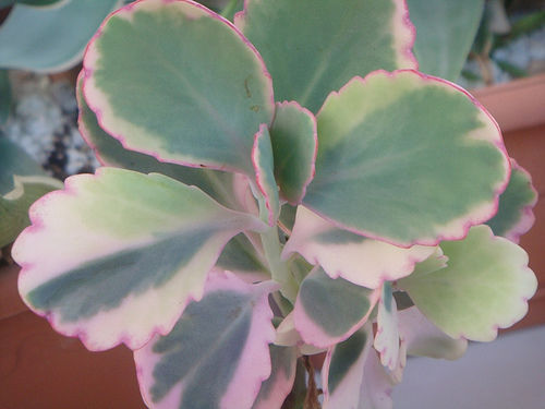 Kalanchoe fedtschenkoi 'marginata' - Kalanchoe Fantasma