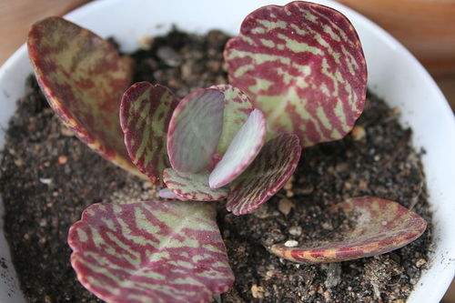 Kalanchoe figuereidoi