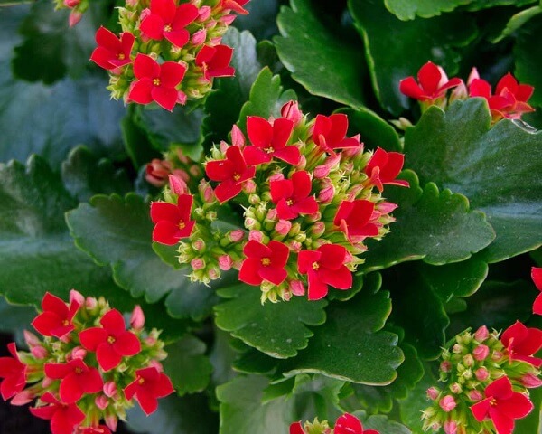 Kalanchoe