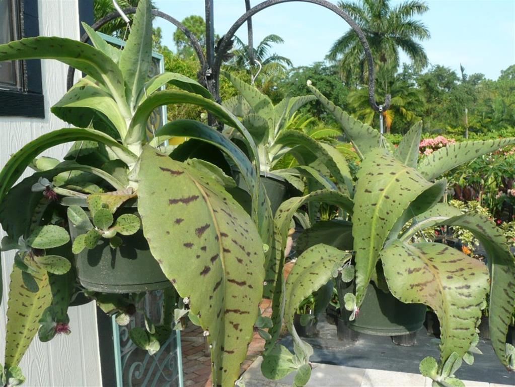 Kalanchoe gastonis-bonnieri