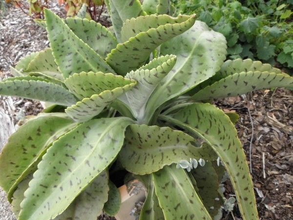 Kalanchoe gastonis-bonnieri - Orelha de burro