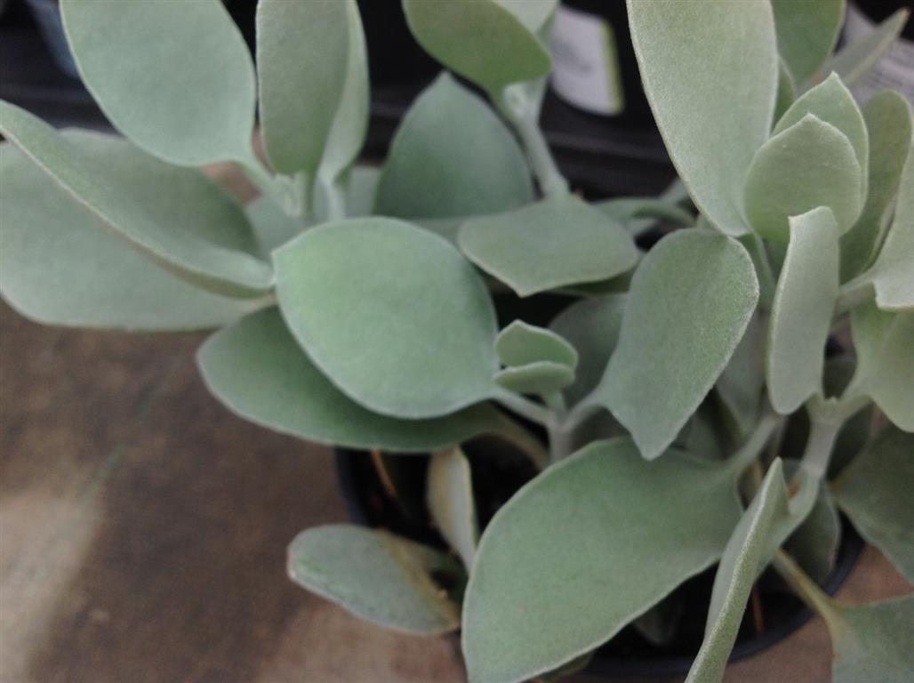 Kalanchoe hildebrandtii