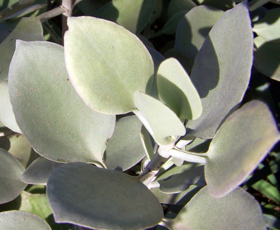 Kalanchoe hildebrandtii - Colher de Prata