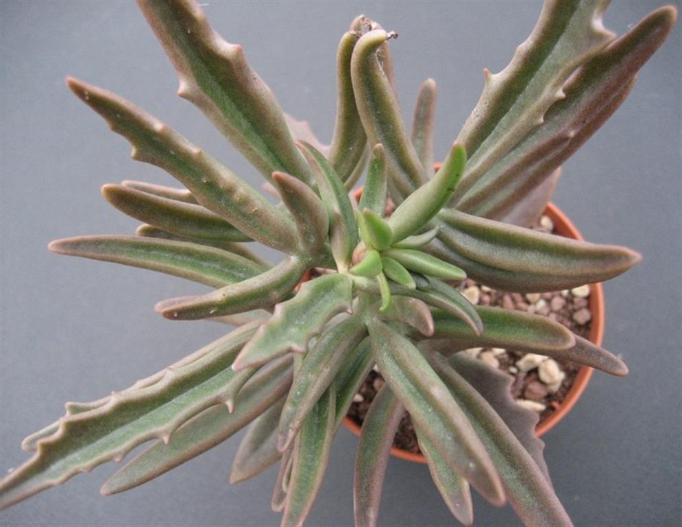 Kalanchoe kewensis