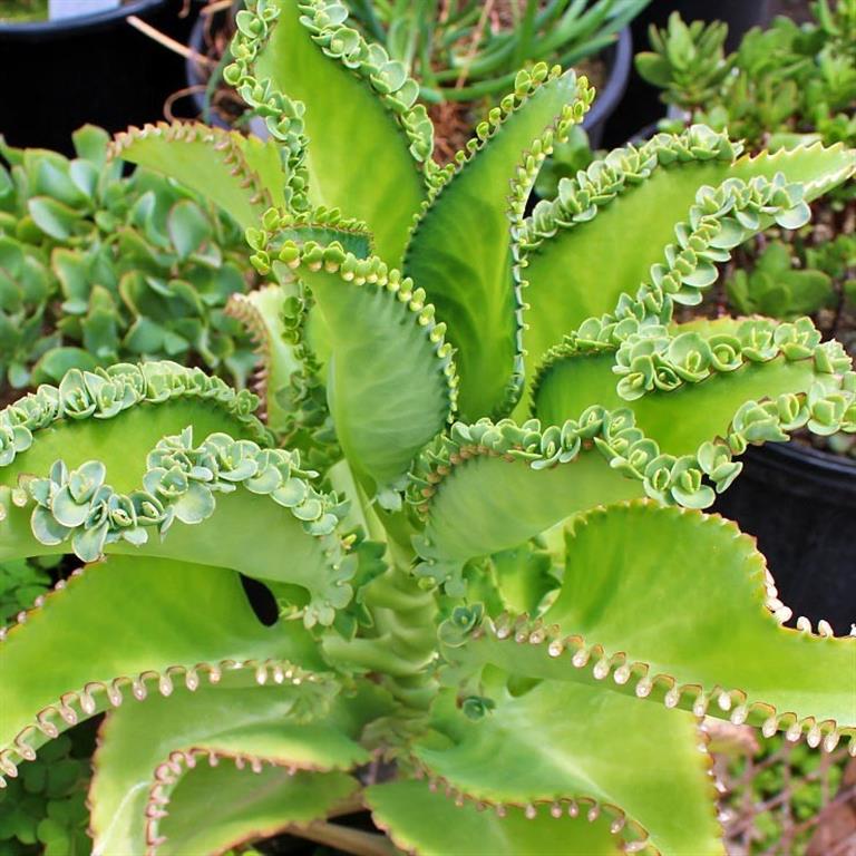 Kalanchoe laetivirens