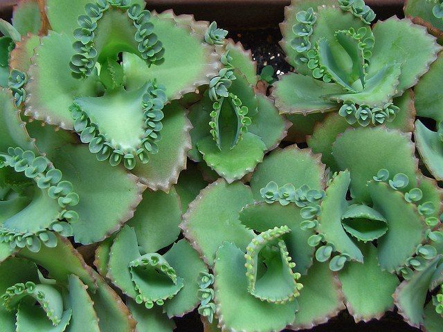 Kalanchoe laetivirens - Mãe de Milhares