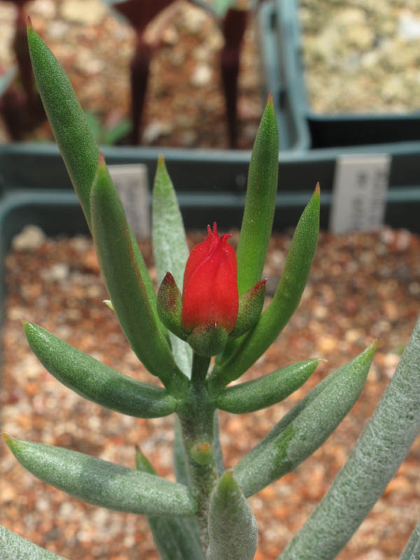 Kalanchoe linearifolia