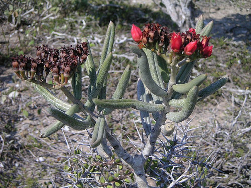 Kalanchoe linearifolia