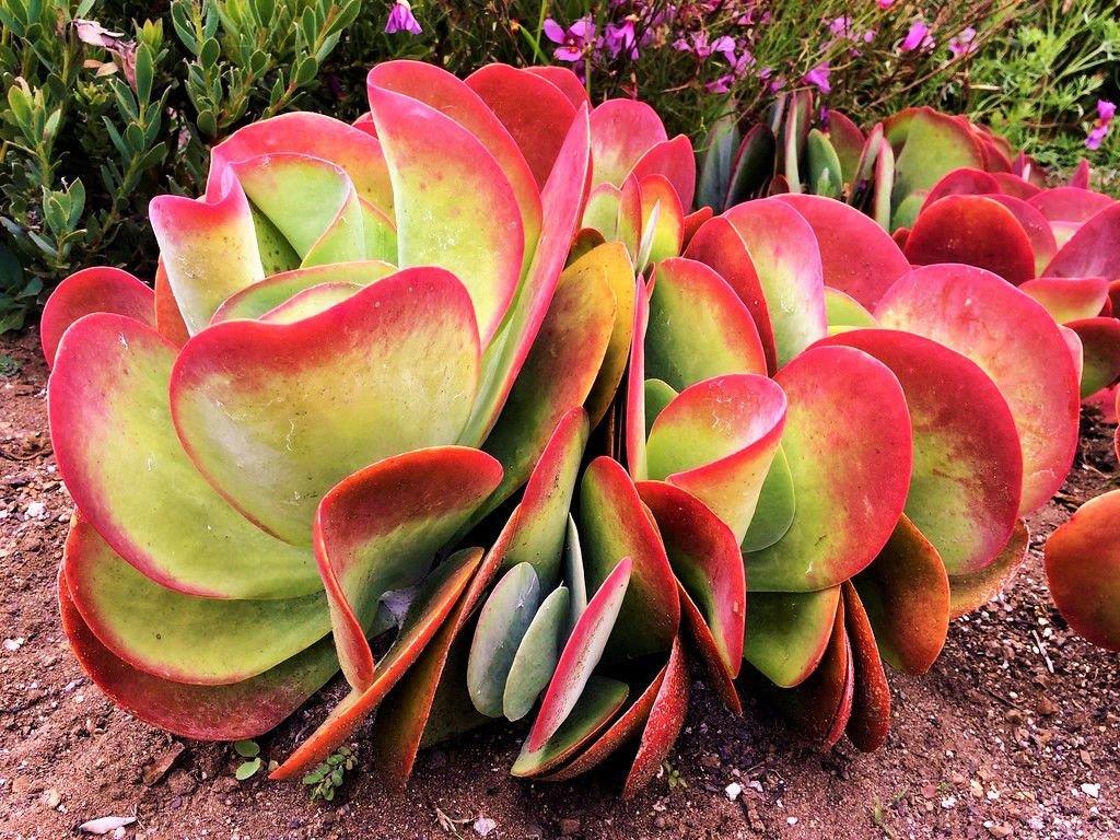 Kalanchoe luciae 