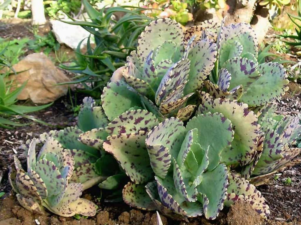 Kalanchoe marmorata