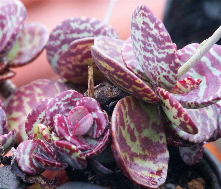 Kalanchoe marmorata (2)