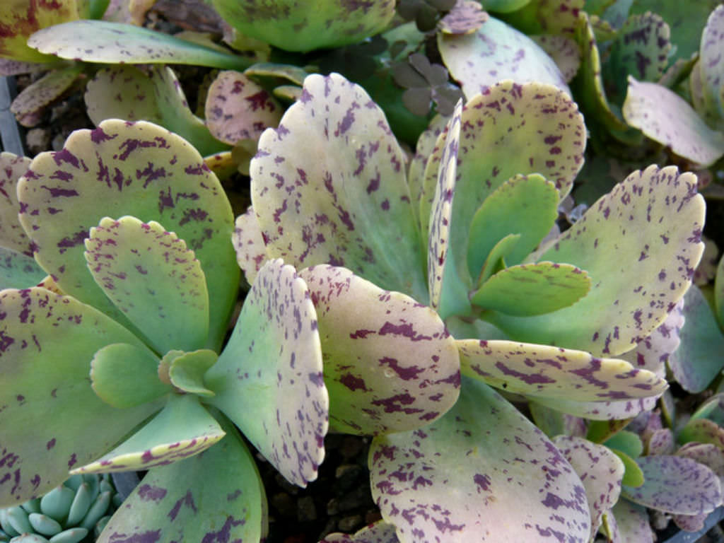 Kalanchoe-marmorata