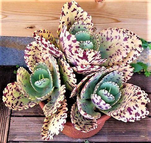 Kalanchoe marmorata