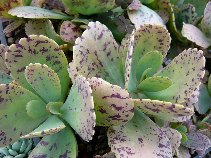 Kalanchoe marmorata