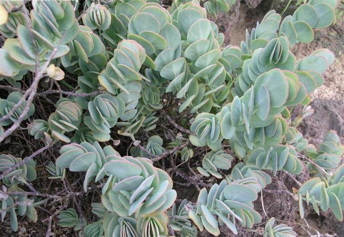 Kalanchoe marnieriana